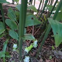 みょうが,みょうが,アカンサス モリス,ミョウガ,ミョウガ﹙茗荷﹚の画像