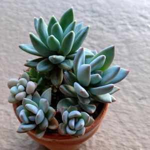 霜の朝,千代田の松,月花美人,寄せ植え,多肉植物の画像