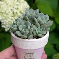 エケベリア シュークリーム,多肉植物,グリーンのある暮らし,多肉のある暮らし,タニラーの画像