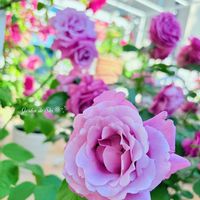 バラ,ヤグルマギク,つるバラ...,薔薇,ビオラの画像