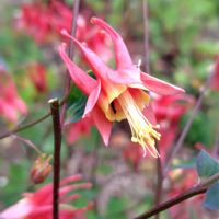 地植え,北海道から,ウチの庭の画像
