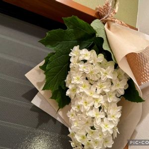 アジサイ,カシワバアジサイ,紫陽花,柏葉アジサイ,アジサイ　紫陽花の画像