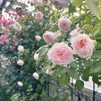 アンジェラ,薔薇　プティルージュ,芍薬　かぐや姫,フランシスバーネット,フロックス オープニングアクト ピンクアドットの画像