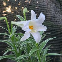 ユリ,テッポウユリ,球根,球根植物,花のある暮らしの画像