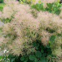 スモークツリー,キングローズ,とけいそう,観葉植物,ネコ好きの画像