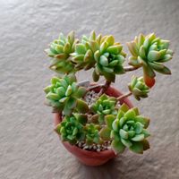 マッコス,多肉植物,北海道タニラー,ベランダの画像
