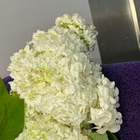 アナベルの画像