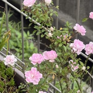 夢乙女,鉢植え,花のある暮らし,自家栽培植物,おうち園芸の画像