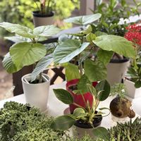 ウンベラータ,フィカス　ウンベラータ,2月の様子,観葉植物,復活の画像