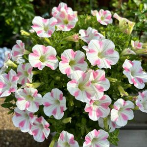 サフィニアアート・ももいろハート,癒し,花のある暮らし,植物のある暮らし,お庭のお花の画像