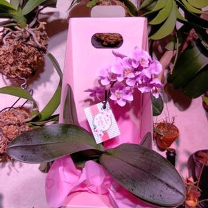 胡蝶蘭,着生植物,植物のある暮らし,植中毒,でけたしこ園芸の画像