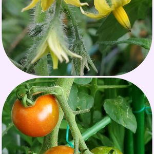 トマト, 中玉トマト,中玉トマトの花,可愛い〜♡,カラフルお花の画像