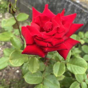 バラ,アンクルウォルター,咲いた！,植物のある暮らし,あかの画像