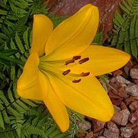 ユリ,イエロー,大好きな花,シルエット❤︎,風の中の画像