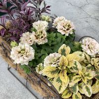 ペチュニア ホイップマカロン,寄せ植え,ガーデニング,植物のある暮らしの画像