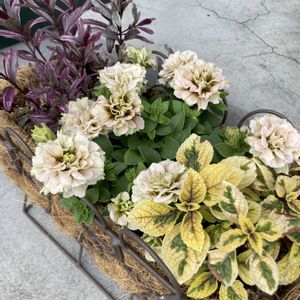 ペチュニア ホイップマカロン,寄せ植え,ガーデニング,植物のある暮らしの画像