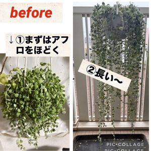 ディスキディア,ディスキディア ヌンムラリア,長崎,みどりのある暮らし,GS日和の画像
