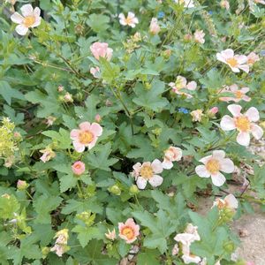 マルバストラム,植中毒,宿根草♪,チーム愛知,庭の画像
