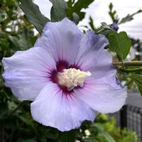 エキナセア,キキョウ,ムクゲ,サルビア ネモローサ,ありがとう❤️の画像