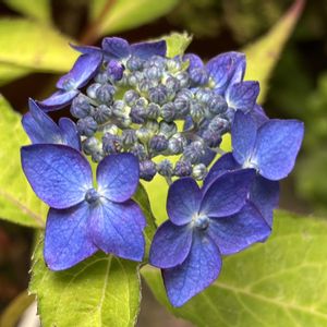 コバノズイナ,ツクシカラマツ,ルリマツリ,ヤマアジサイ 藍姫,鉢植えの画像