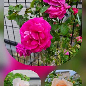 小さな庭の画像