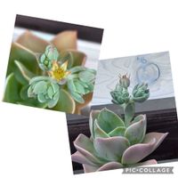 ホタルブクロ,リシマキアペルシャンチョコレート,はじまりの花の花,桃月の花？の画像