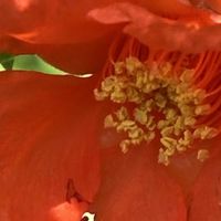 アジサイ,ザクロ,紫陽花,ガクアジサイ,アブチロン ホワイトキングの画像