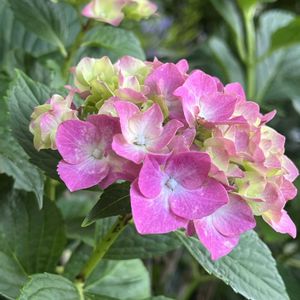 アジサイ,アジサイ,アジサイ,地植え,ネコ好きの画像