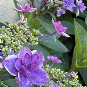 アジサイ,紫陽花　あじさい　アジサイ,紫陽花  星占い,紫陽花 アジサイ あじさい,花のある暮らしの画像