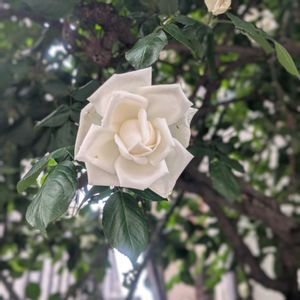 サツキ,バラ（薔薇）,南天(なんてん),しゃら    夏つばき,白い花の画像