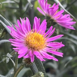 ユウゼンギク,ユウゼンギク,鉢植え,ネコ好き,花のある暮らしの画像