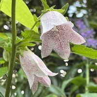 ホタルブクロ,ホタルブクロ,地植え,ネコ好き,ピンクの花の画像