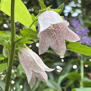 ホタルブクロ,ホタルブクロ,地植え,ネコ好き,ピンクの花の画像