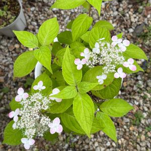 アジサイ,紫陽花,山紫陽花,ヤマアジサイ 紅,鉢植えの画像