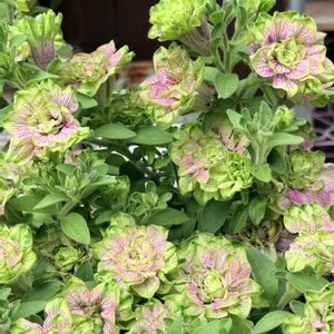 ペチュニア 湘南リプル,ペチュニア 凛花子,植中毒,NO GREEN  NO LIFE,植物大好きの画像