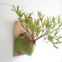 シダ,ビカクシダ リドレイ,観葉植物,シダ植物,グリーンインテリアの画像