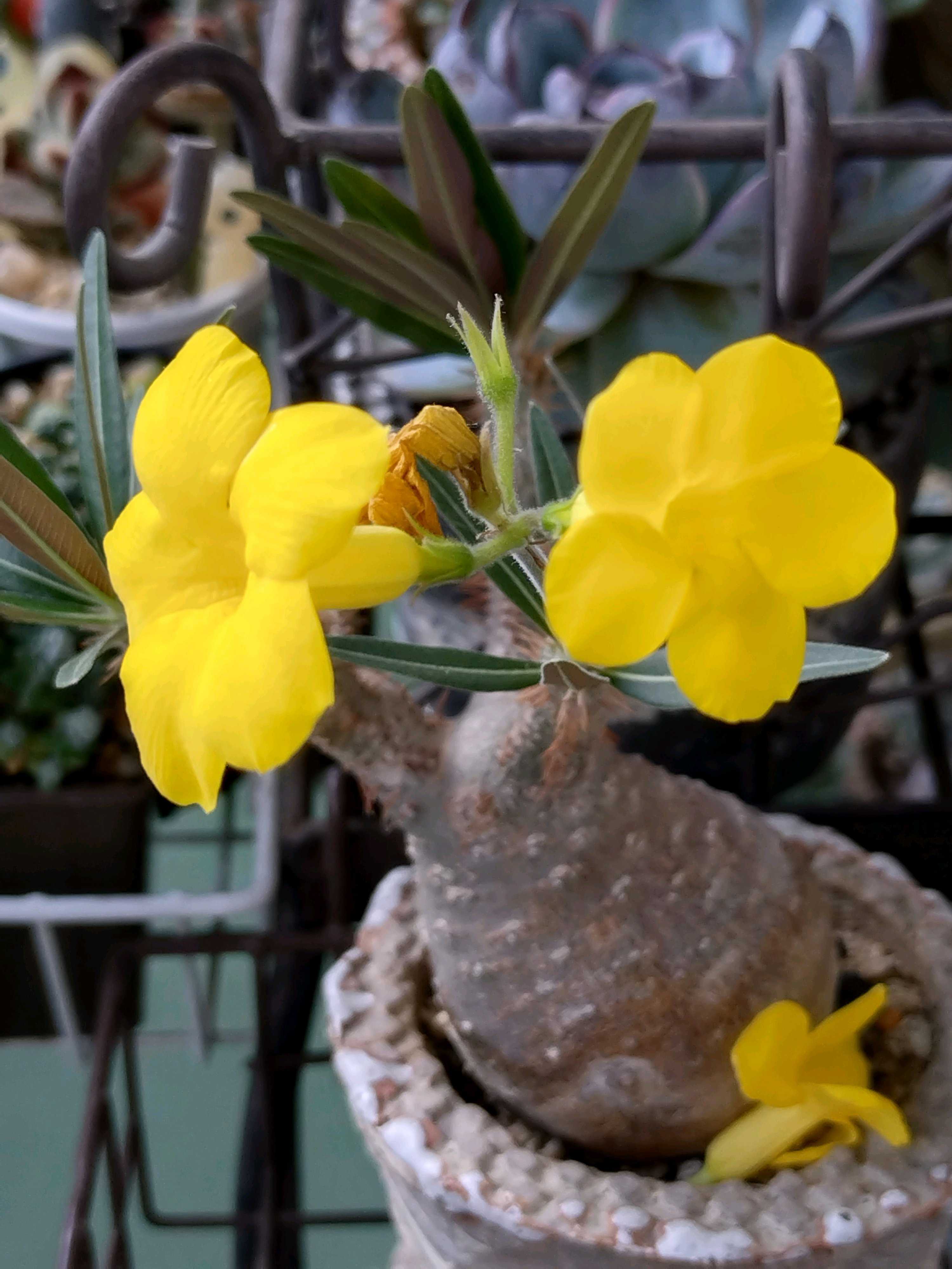 グラキリスの育て方｜植え替えのコツは？どんな花が咲く