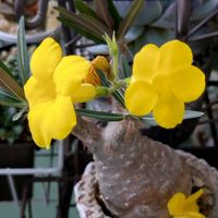 パキポディウム・グラキリス,塊根植物,塊根植物のある暮らし,❁春の花芽祭り,2021年同期の会の画像