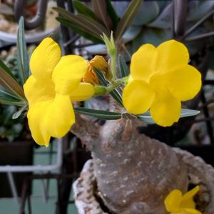 パキポディウム・グラキリス,塊根植物,塊根植物のある暮らし,❁春の花芽祭り,2021年同期の会の画像
