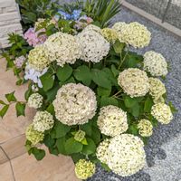アナベル,今日の一枚,おうち園芸の画像