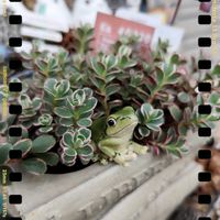 セダム,꒰ღ˘◡˘ற꒱かわゅ~,植物のある暮らし,繋がりに感謝✨,コーカサスキリンソウ トリカラー。の画像