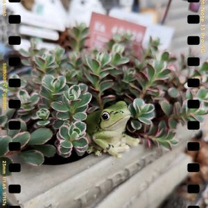 セダム,꒰ღ˘◡˘ற꒱かわゅ~,植物のある暮らし,繋がりに感謝✨,コーカサスキリンソウ トリカラー。の画像