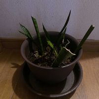 サンスベリア,観葉植物,iPhone撮影,階段/廊下の画像