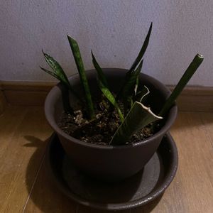 サンスベリア,観葉植物,iPhone撮影,階段/廊下の画像