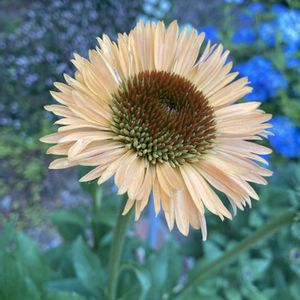 エキナセア,エキナセア　デリシャスヌガー,夏の花,花のある暮らし,GSのみなさんに感謝♡の画像