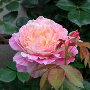 クロードモネ,デルバール,薔薇♪,今日の一枚,花のある暮らしの画像