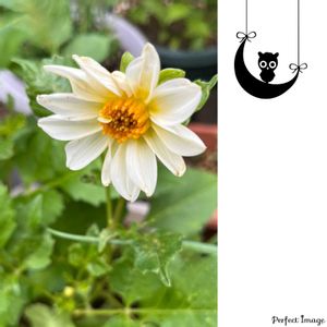爽やか,花のある暮らしの画像