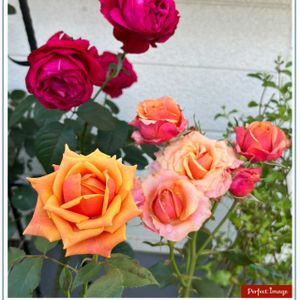 バラ,バラ,癒される,花のある暮らし,華やかの画像