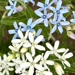 ブルースター,花のある暮らし,今日のお花,自宅にて,ciitaのエントランスガーデンの画像
