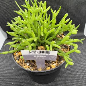 サボテン,多肉植物,ダイソー, リプサリスの画像